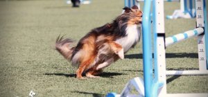 Volcanic Agility Cup 2025 : une Édition « Pink » au Coeur des Volcans du 2 au 4 mai