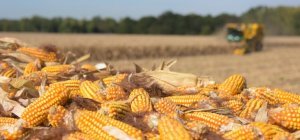 Limagrain recrute plus de 600 saisonniers pour ses récoltes d'automne !