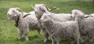 « Chèvres, brebis, les laines dans tous les états » à La Tour-d'Auvergne le 16 avril