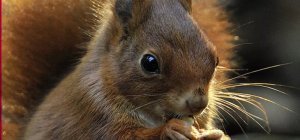 La Caisse d'Epargne lance son appel à projets pour la biodiversité