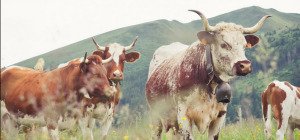 La Ferrandaise, race à l'honneur du Salon International de l'Agriculture 2027