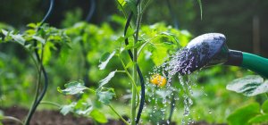 Comment recycler l'eau de cuisson des légumes ?