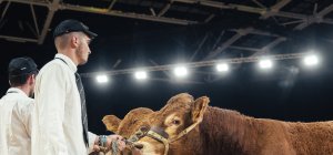 Sommet de l'élevage : Limousine et Jersiaise à l'honneur en 2026