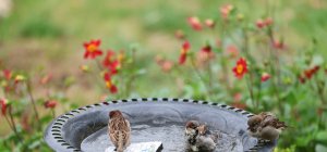 Aidez la faune sauvage au jardin grâce aux bons accessoires