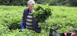 Denis Chaud, cueilleur passionné et passionnant
