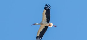 La biodiversité a besoin de vous ! La LPO de Romagnat vous informe le 2 octobre. 