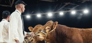 Sommet de l'élevage : Limousine et Jersiaise à l'honneur en 2026